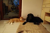 Ramon Bruno - Katze und Hund sind beste Freunde - best Friends