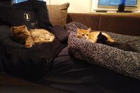 Thori mit Ramon, sibirische Katzen, und Anna, British Longhair