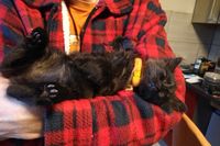Thori, sibirische Wald-Katze, Nahaufnahme im Arm schlafend