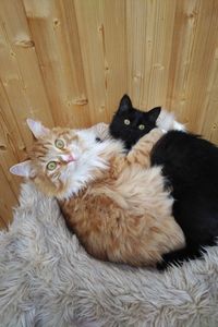 Thori im Arm von Ramon, sibirische Waldkatzen